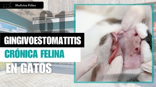 CAPÍTULO 61 🐈 🦷 La Gingivoestomatitis Crónica Felina [upl. by Brianna]