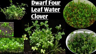 Best carpet plant for aquarium in tamil  Dwarf four leaf water clover [upl. by Anh]