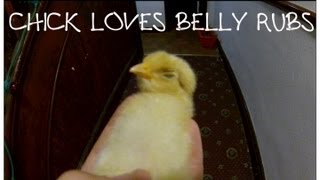 Baby Chick LOVES Getting His Belly Rubbed [upl. by Stock]