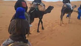 Nicholsons Camel Trek  Erg Chebbi Dunes Sahara Desert [upl. by Yager]