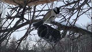 How to make a simple nyjer seed bird feeder [upl. by Nnaoj]