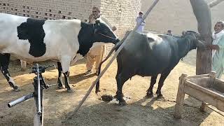 animal mating cow and buffalo meeting [upl. by Deaner]