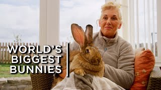 Meet the worlds biggest bunnies [upl. by Eppie67]