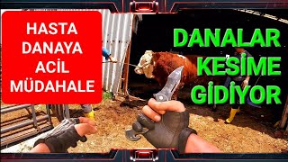 DANALARI KESTİRİYORUZ amp HASTA HAYVANA ACİL MÜDAHALE amp ÇİFTLİK ZİYARETLERİ keşfet rotayem tekirdağ [upl. by Nnaeitak675]