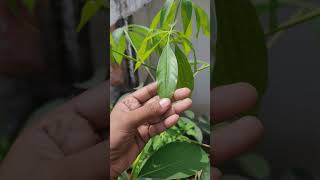 Benefit of Belpatra patra roots in vastushastra shortsfeed belpatra shorts viral ytshorts plan [upl. by Luehrmann]