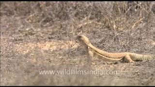 Indian spinytailed lizard in Rajasthan [upl. by Naima988]