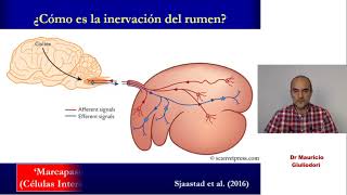 Fisiología de la digestión fermentativa motilidad ruminal y fermentación de la celulosa [upl. by Melvyn]