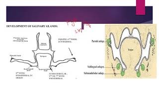 Development of Salivary glands [upl. by Anaizit251]