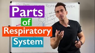 Parts of the Respiratory System  Overview [upl. by Ynnaj]