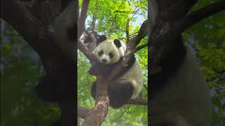 Why do pandas sleep in trees [upl. by Ylenaj536]