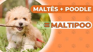 MALTIPOO  RAÇA HÍBRIDA DE MALTÊS COM POODLE [upl. by Salisbury]