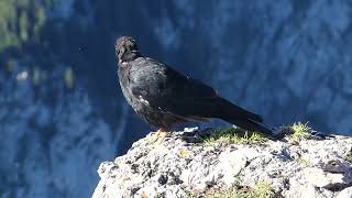 Alpine chough  Die Alpendohle [upl. by Ynnaf152]