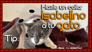 DIY Crea un collar isabelino para tu gato en minutos [upl. by Lihkin]