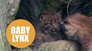 Two adorable Eurasian lynx cubs born at Newquay Zoo [upl. by Stoughton]