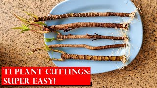 Grow Cordyline Ti Plant Cuttings  Super Easy [upl. by Enileda]