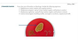 4 Microbiology CLINICAL Bacteriology Part 1 [upl. by Trebeh]