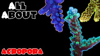 All About The Acropora Coral [upl. by Hael]