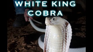 Lilith the blue eyed leucistic KING COBRA [upl. by Arsi]