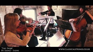 String Quartets The Swan by Saint Saens  Classical Strings Cornwall [upl. by Recnal948]