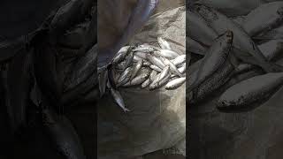 Hilsa fish catchin pabma river padmariver fishing shors [upl. by Li988]