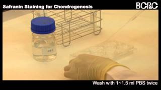 Safranin Staining for Chondrogenesis [upl. by Annoyk]