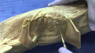 Cat Dissection Muscular System Part 9 [upl. by Hama12]