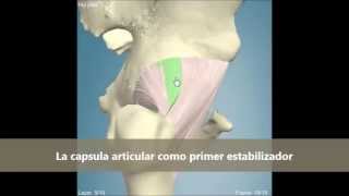 LA ARTICULACIÓN COXOFEMORAL [upl. by Marasco515]