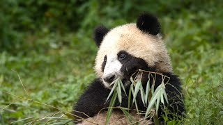 Panda Mother Teaches Cub How to Eat Bamboo  4KUHD  China Natures Ancient Kingdom  BBC Earth [upl. by Airehs]