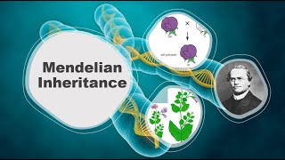 Mendelian Inheritance Explained Principles Traits and Examples  Agri Knowledge Corridor [upl. by Judson]