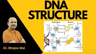 DNA  DNA Structure  by Dr Bhojoo Mal [upl. by Alliuqahs]