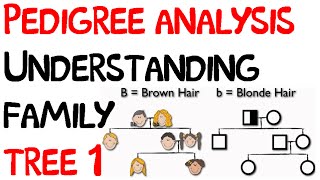 Pedigree analysis  understanding family tree 1 [upl. by Fuller]