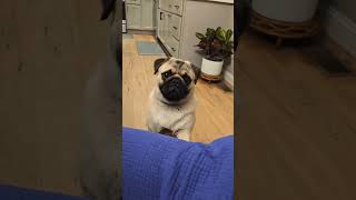 Do you think I am a good boidogs pets pug dogshorts fyp trendingshorts puppy cutedog love [upl. by Atiuqihs51]