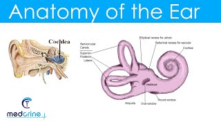 Anatomy and Physiology of the Ear [upl. by Adnorehs]