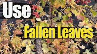 What To Do With Fallen Leaves  Free Fertilizer For Plants [upl. by Liddle]