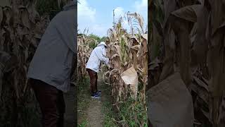 Maize small scale hybrid cob harvesting 🌽 maize agriculture research shorts [upl. by Leuqer342]