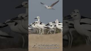 1 الحنكور  Crab Plover [upl. by Onil]