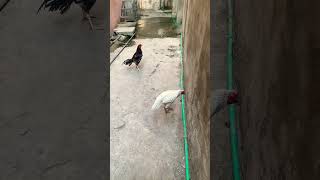 White VS Saleta 🥵 aseelrooster shortvideos viralvideos chicken [upl. by Elyak]