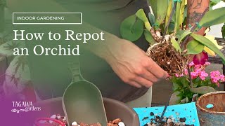 How to Repot or Transplant an Orchid by Tagawa Gardens [upl. by Azile856]