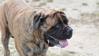 What To Know About Neapolitan Mastiffs Before Buying One [upl. by Notsae63]