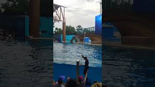 Orca encounters at SeaWorld Orlando pt 5 [upl. by Aninaj]