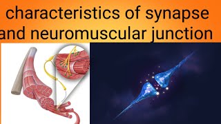 function of neuromuscular junctionphysiology lecture 4 [upl. by Belle59]