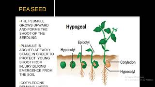 EPIGEAL AND HYPOGEAL GERMINATION [upl. by Samy]