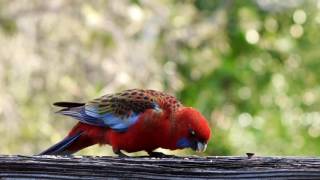 Crimson Rosellas  Take 2 [upl. by Iaoh]