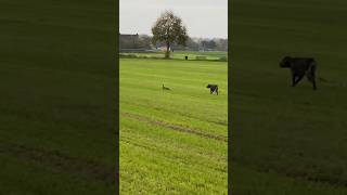 vorstehhund jagd jagdhund jagdhundeausbildung hundetraining training fishing carpfishing [upl. by Mahgem]