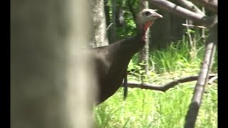 Best Hen Turkey Calling on YouTube compilation [upl. by Atil]