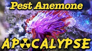 Pest Anemone Apocalypse  Gallery Aquatica TV [upl. by Natascha]