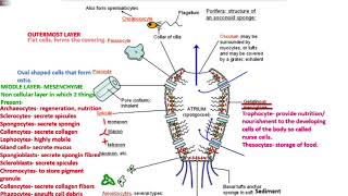 animal3 poriferaa pinacoderm mesenchyme choanoderm NEETAIIMSMDCAT [upl. by Iaj]