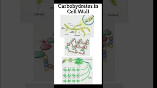 Cell Wall structure Carbohydrates in cell wallshortsviral [upl. by Pearson]