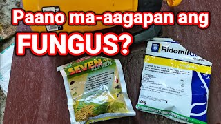 How to apply Fungicide  Fungicide and Insecticides Application  Grapes Fungicide [upl. by Delly872]