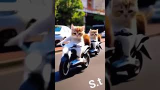 Cat short video [upl. by Annohsat]